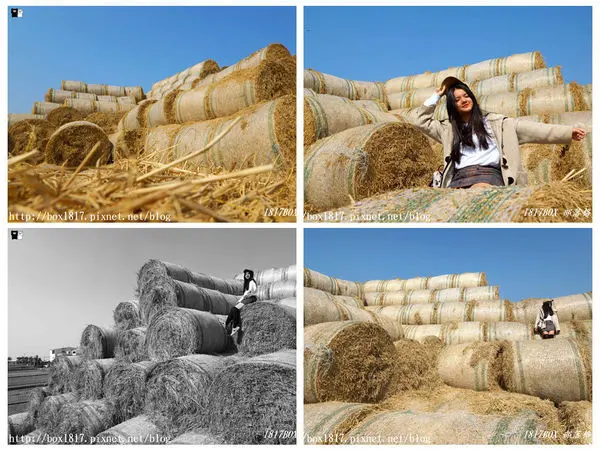 【雲林。虎尾】金億陽洋菇農場。稻草捲心酥打卡地。巨型捲心酥。IG打卡熱門景點