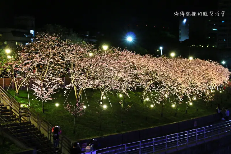 東湖櫻花林｜內湖樂活公園，台北賞櫻推薦，河畔櫻花林，繽紛夜櫻，交通資訊，停車場(捷運東湖站)(更新2021/01/31花況)