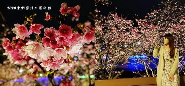 2020櫻花季∣台北賞櫻景點 ▶ 東湖樂活公園櫻花 ▶ 2020內湖樂活夜櫻季 樂活夜櫻季活動時間、交通及最新花況  浪漫賞櫻行程∣內湖夜櫻、台北夜櫻景點!