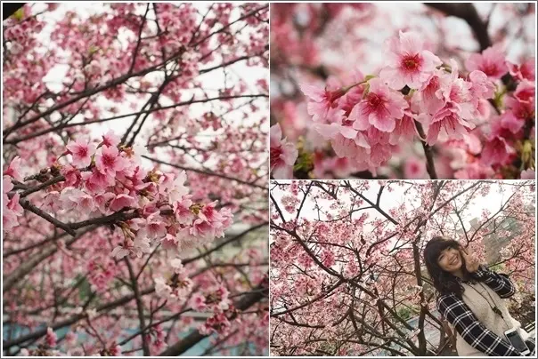 台北內湖｜2019東湖樂活公園櫻花季．搭捷運春日賞櫻內湖東湖櫻花林日夜櫻兩種美一次感受