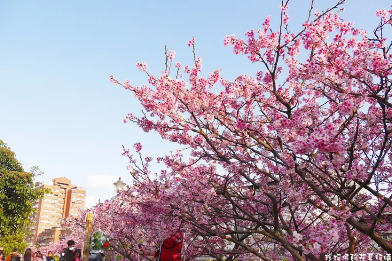 【台北-內湖區】2021內湖樂活公園櫻花季1/30-2/28｜每晚18:00-22:00亮燈賞夜櫻