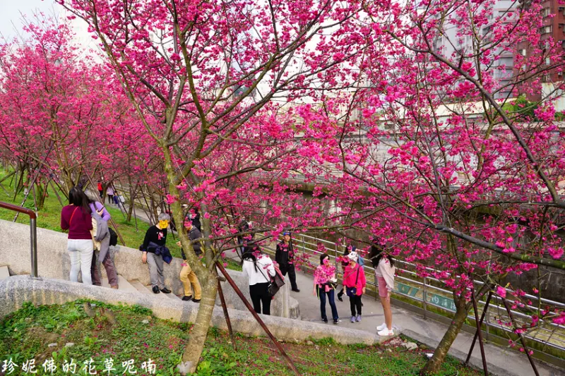 【台北-內湖區】2019樂活公園八重櫻花季