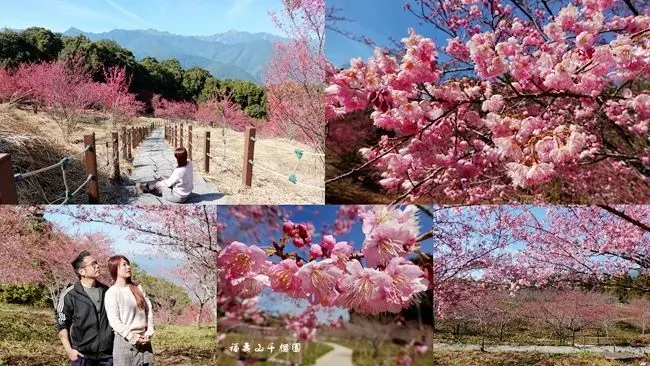 2021免費賞櫻秘境 ▶ 千櫻園生態景觀園區 ▶ 滿山坡粉紅櫻花海 最強賞櫻花勝地 福壽山千櫻園花況、交通!