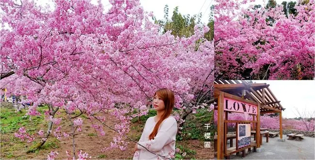 2019免費賞櫻景點 ▶ 千櫻園生態景觀園區 ▶ 最美富士櫻花海免費開放 福壽山千櫻園最新花況、交通資訊 武陵農場順遊景點!