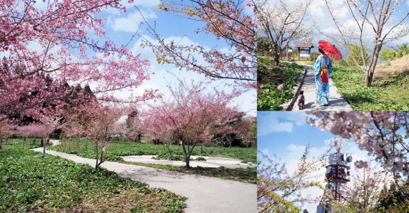 福壽山千櫻園  IG爆紅電信塔 日式浴衣體驗 漫步在台版東京鐵塔櫻花大道 如詩如畫