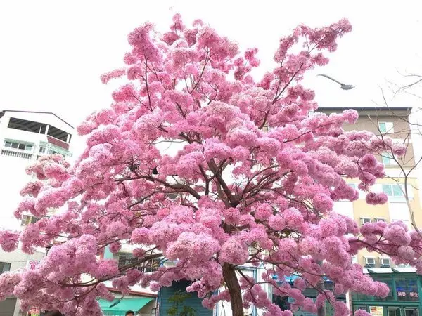 2019/02/16彰化南郭國小最夯打卡景點/洋紅風鈴木滿開~粉紅棉花糖美得讓人目不轉睛!              