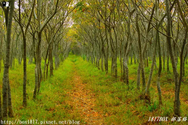 【台中。后里】龍貓隧道。 無患子森林。IG打卡熱門景點