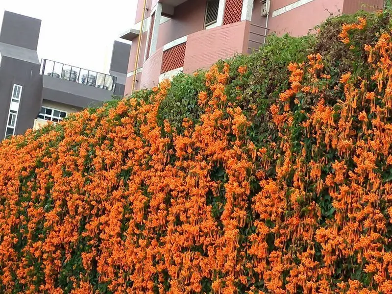 橘紅耀眼炮仗花~黃金西北雨開在彰化高中外牆囉!