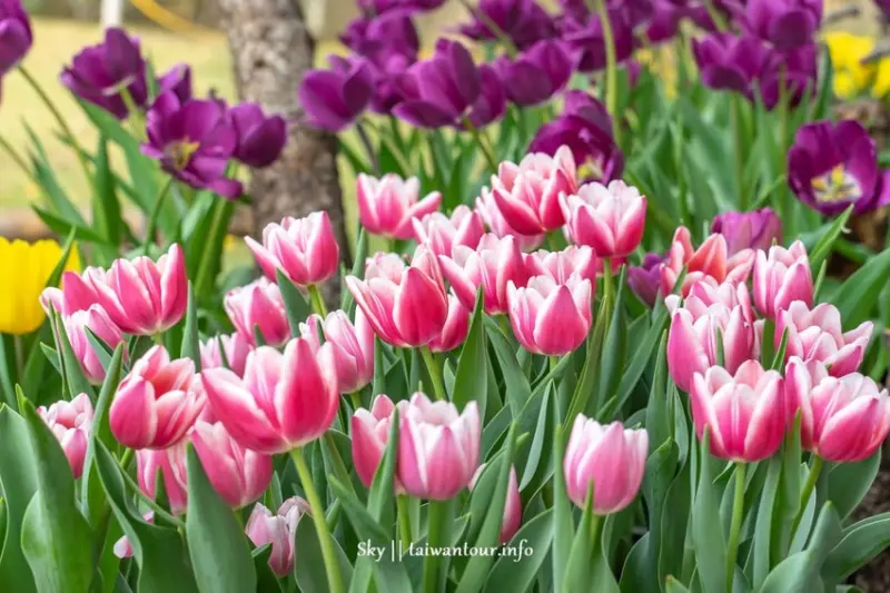 2019【士林官邸鬱金香花展】期待相鬱. 跟著領隊sky玩
