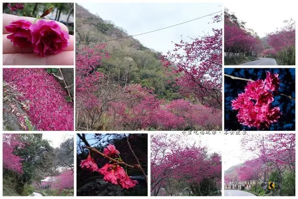 南投免費賞櫻景點/春天去哪玩？春陽部落【櫻花大道】超吸睛~八重櫻盛開中。IG拍照夯景點
