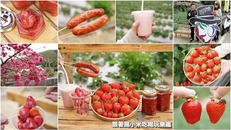 苗栗大湖鄉採草莓推薦。莓李帽草莓園馬拉邦山上草莓酸甜得宜品質好--踢小米食記