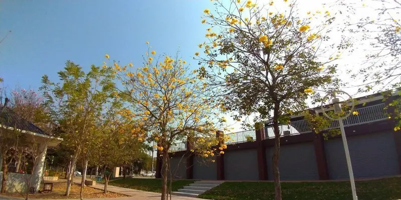 2019/02/23草屯植物園/紅花風鈴木花況!