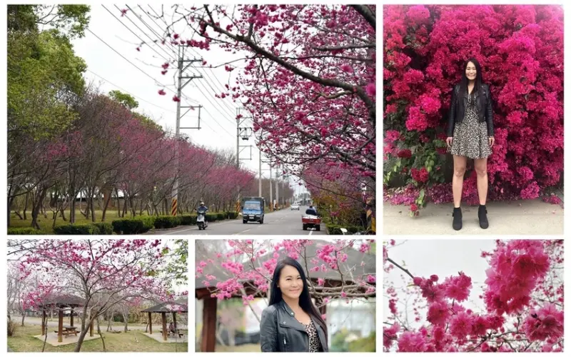 【台中。新社區】騙人！新社哪有這麼美？爆開粉櫻攻陷新社啦！興社街二段、新社區公所(櫻木花道)(花況108/02/23)