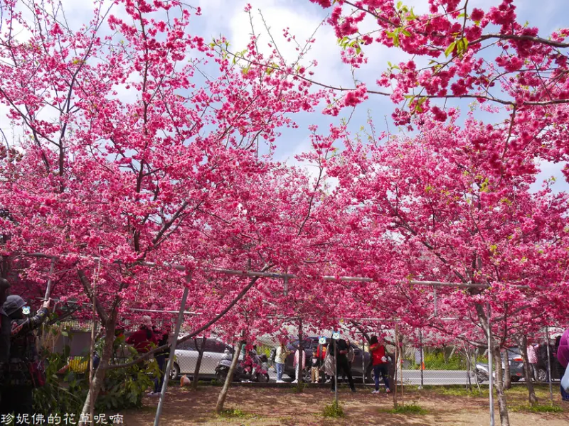 【台中-新社區】2021興社街一段八重櫻櫻花林滿開