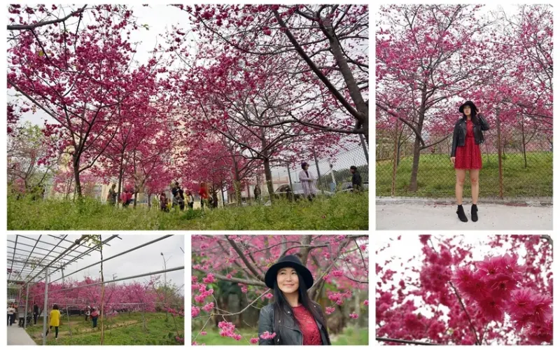【台中。新社區】台中後花園賞櫻景點『興社街櫻花林』八重櫻大爆開！愛唱日文歌佛系園主無私開放(花況108/02/23)