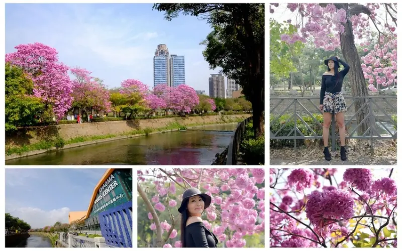 【台中。西屯區】滿滿洋紅風鈴木圍繞『西屯區朝馬國民運動中心』花兒大爆開趕緊賞花去！ (花況108/02/16)