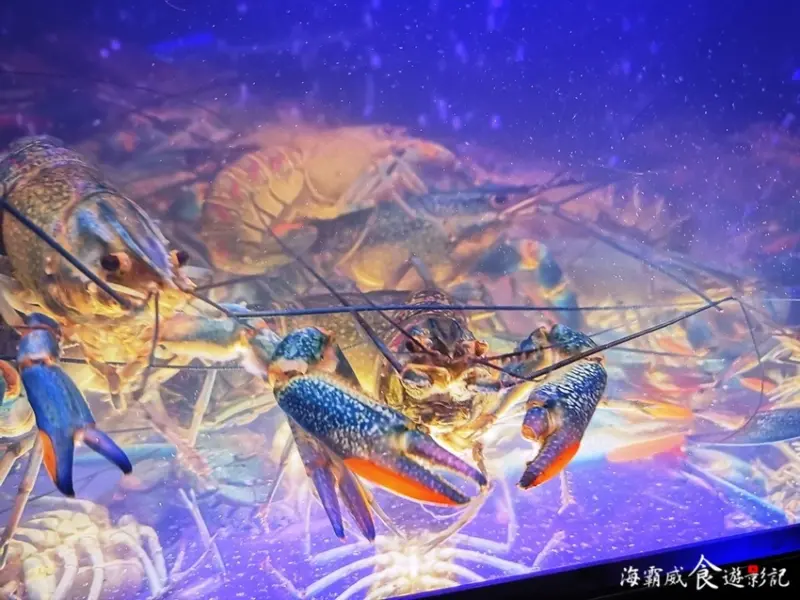 台北●水貨烤魚火鍋小巨蛋店【13香小龍蝦烤魚 全台首創】澳洲活龍蝦 展示缸現點現撈