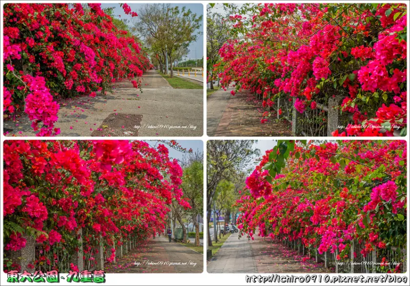 [賞花]【台中市西屯區】2019台中東大公園。火紅九重葛爆開(2019.03.14花況)│盛開花牆漫延400公尺│中科園區賞花私房景點│網美打卡拍照熱點│季節限定美景│IG.FB打卡熱門景點│怎麼去/
