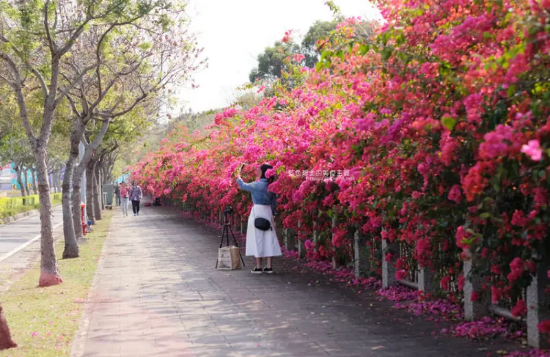 台中西屯│東大公園-中科爆開最美最長的九重葛花牆秘境，IG網紅必拍，熱情綻放美翻 - 藍色起士的美食主義
