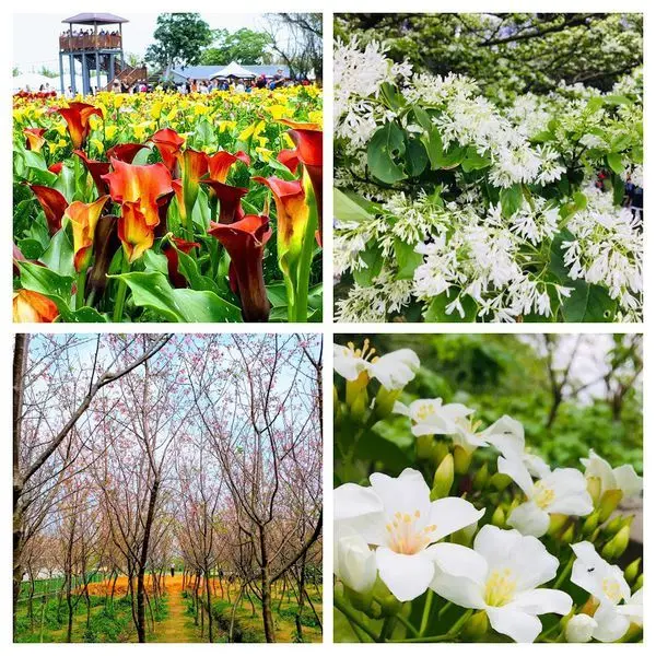 【彩色海芋/晴耕雨讀櫻花林/石門大草坪流蘇/客家文化館油桐花】2019桃園彩色海芋季/桃園四大熱門賞花賞點/桃園賞花一日遊(2019/4/4最新花況分享)