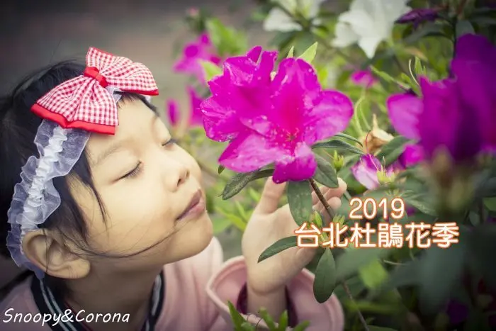 【玩樂．台北】2019台北杜鵑花季／公館自來水園區～公館市區就能賞花，粉嫩杜鵑花、巴洛克建築都好拍