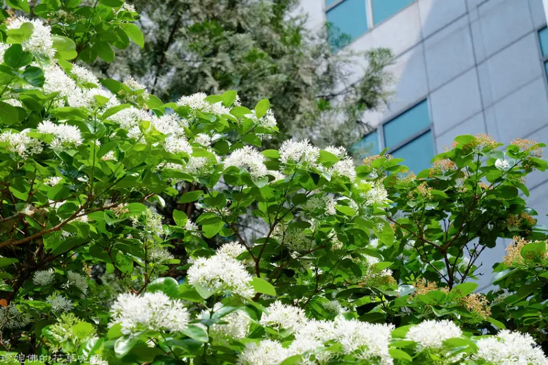 【新北-中和區】八二三紀念公園賞花（防災公園、四號公園）