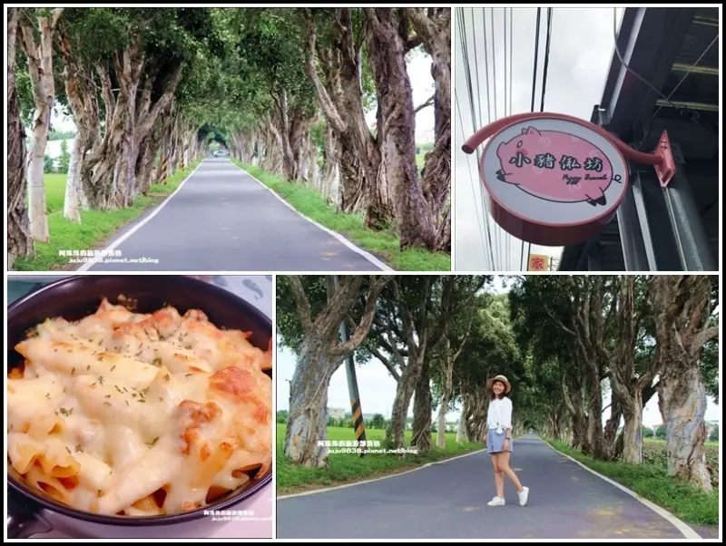 桃園觀音。白千層綠色隧道打卡秘境｜小豬俬坊義式小餐館
