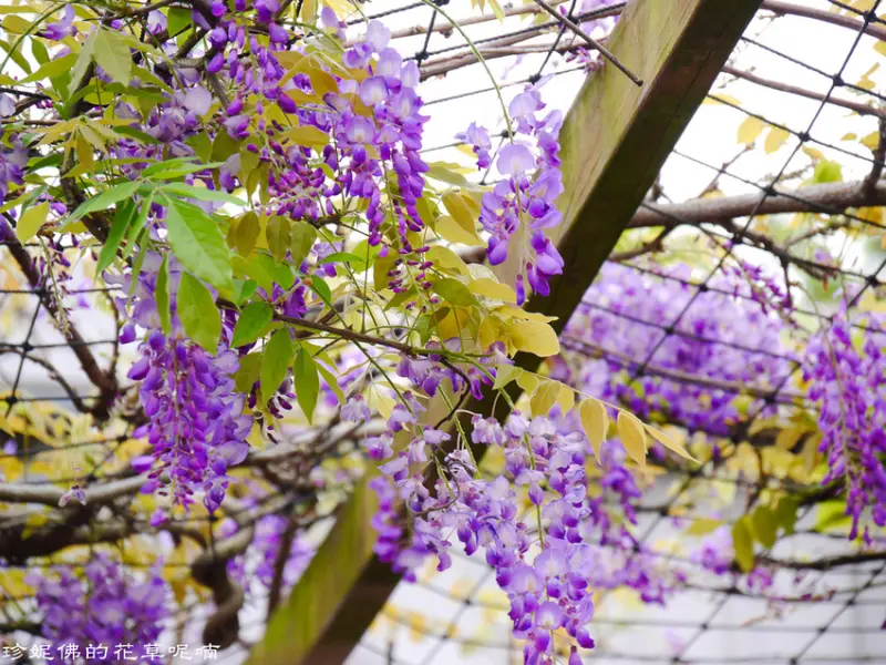 【桃園-大園區】和春花卉農場