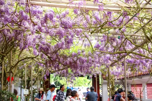 花開啦！紫藤花棚下吃土雞，免費米粉湯、地瓜湯！頂湖小鎮