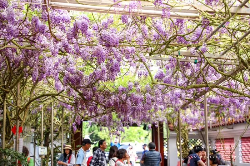 花開啦！紫藤花棚下吃土雞，免費米粉湯、地瓜湯！頂湖小鎮