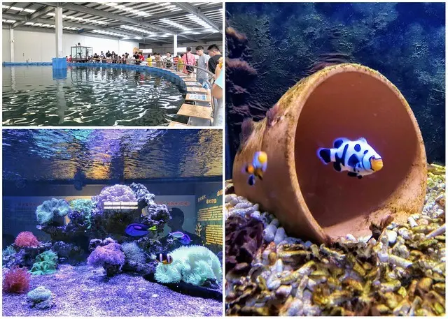【宜蘭礁溪景點】金車生技水產養殖研發中心，免門票看海洋生物水族館，還有鯊魚餵食體驗!