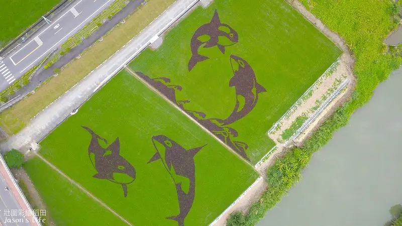【宜蘭壯圍│景點】2020年壯圍彩繪稻田。以飛躍『虎鯨』為主題，徜徉海底及跳躍海平面，展現生命力