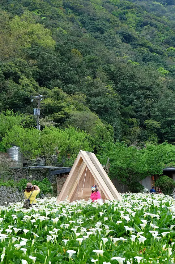 【台北-北投區】2021竹子湖海芋季3/26-4/25｜名陽匍休閒農莊minyangpu