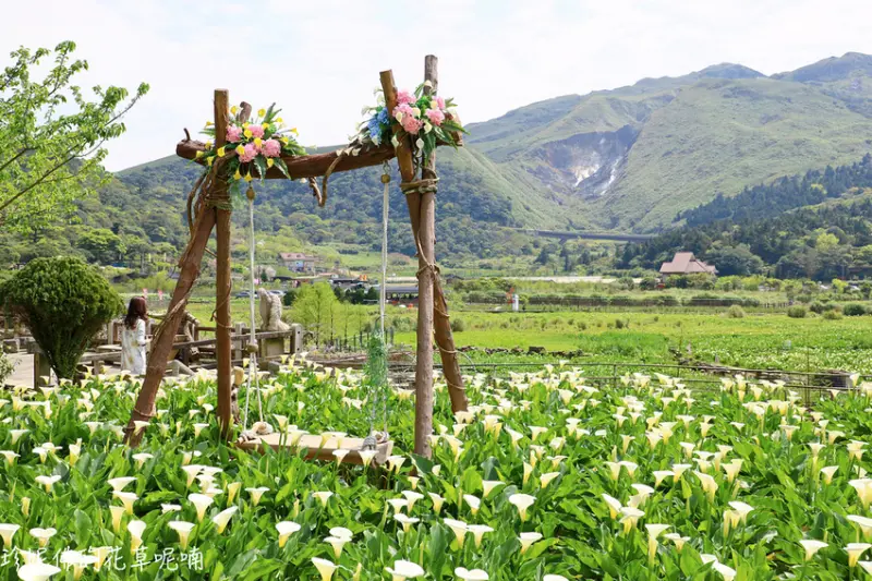 【台北-北投區】2020竹子湖海芋季｜名陽匍休閒農莊賞海芋