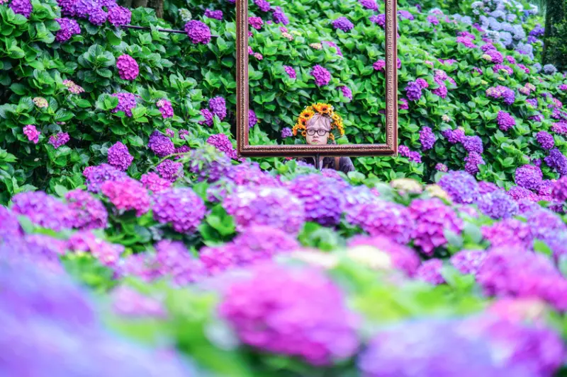 台北繡球花 名陽匍休閒農莊 X魔王 台北陽明山 竹子湖繡球花季 陽明山繡球花 可以拍到花牆的花田 內文有交通資訊 