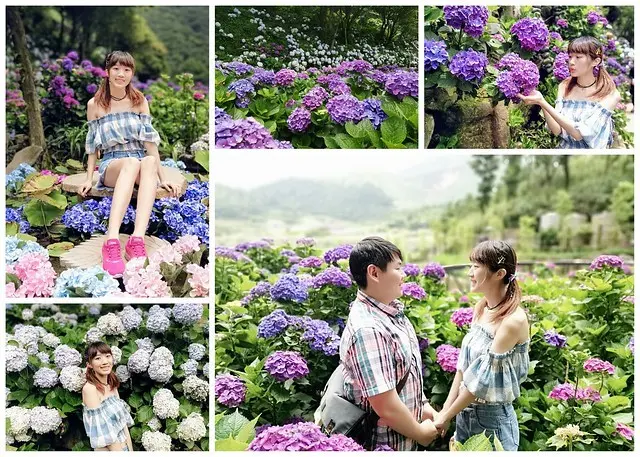 【台北陽明山繡球花】名陽匍休閒農莊(2019/6/9最新花況)，浪漫藍紫色繡球花綻放中，賞花趁現在!