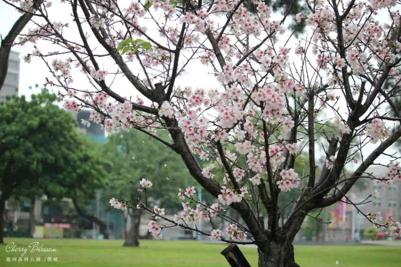 櫻花正美！龍岡森林公園櫻滿放，龍岡米干節週邊粉紅浪漫