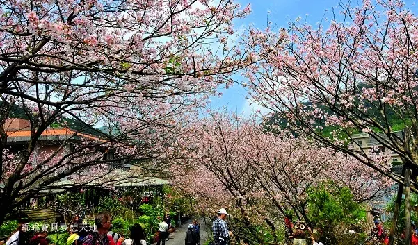 橘咖啡 &內厝溪櫻木花廊 - 壓軸粉櫻季