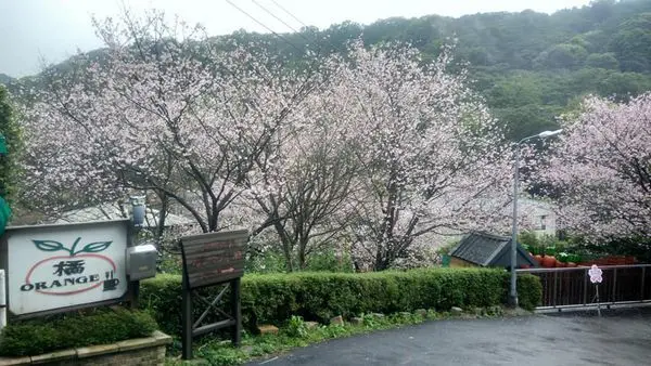 20190404 陽明山秘境賞櫻