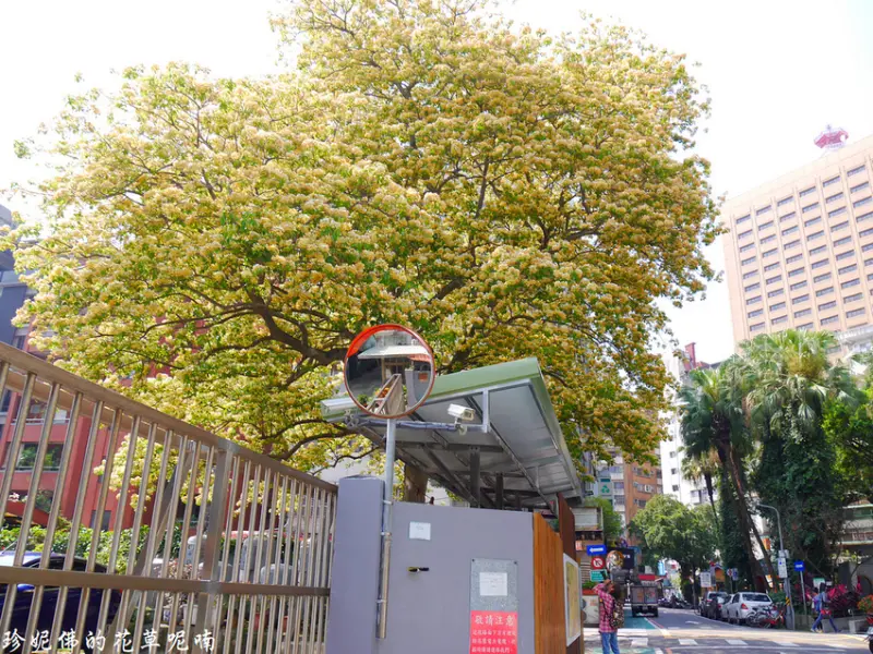 【台北-大安區】2019台電加羅林魚木盛開