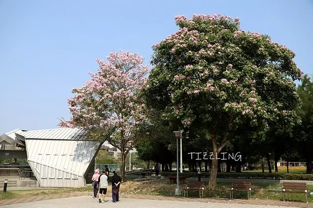 2021台中北屯｜廍子公園黃花風鈴木｜台中北屯｜廍興公園黃花風鈴木～