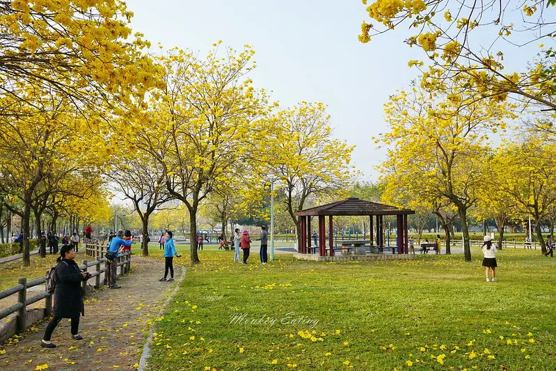 台中大坑│廍子公園-黃花風鈴木盛開滿滿金色花海，順遊粉紅情人橋、大坑美食一日遊