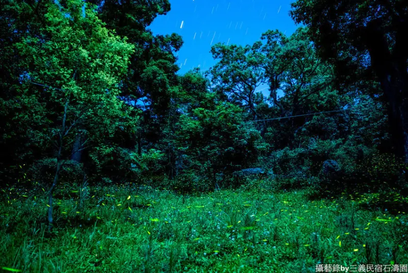 螢光閃耀＆浪漫花語～今年春天，最高CP值：賞螢賞桐好去處！！三義石濤園，螢火蟲民宿～假日約會，家族聚會首選！！