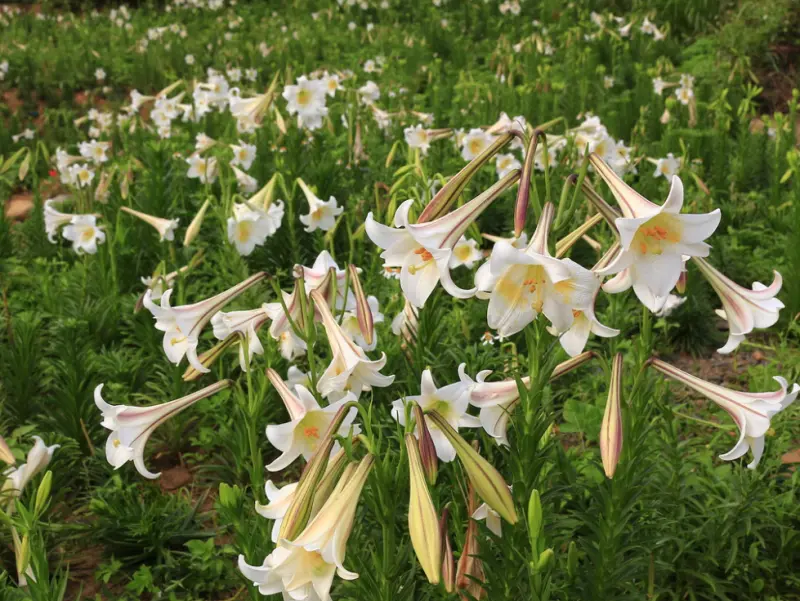 大古山野百合花季：「坑口社區彩繪」串連「大古山休閒農業區」的野百合花一日遊