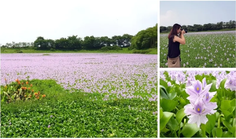 絕美浪漫粉紫色花海 台南仁德二仁溪故事館 港尾溝溪滯洪地 布袋蓮 鳳眼蓮花海 台南景點 仁德景點