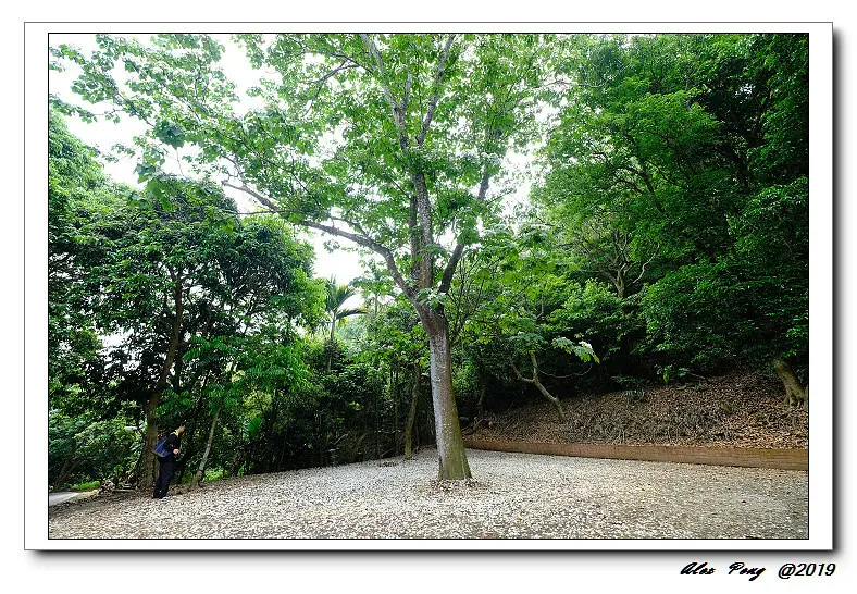 彰化縣-芬園鄉-德興社區 油桐花+常發家鄉小吃+社口肉圓