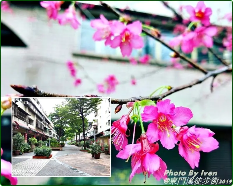 《桃園區休閒步道》上下班美麗路過的日常/桃園市中心鬧中取靜的賞心步道『東門溪徒步街』