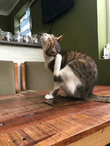 [食]永和頂溪 Mr.Chu貓咪咖啡館 無限時好慵懶好放鬆