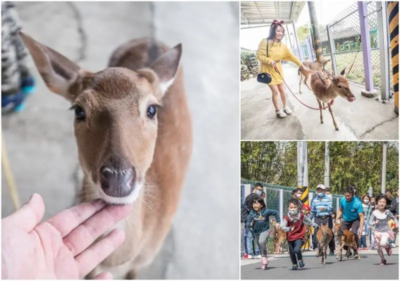 [桃園蘆竹]桃園親子景點推薦！跟超可愛小鹿斑比零距離接觸！山腳鹿場-水鹿之家 - 大手牽小手。玩樂趣