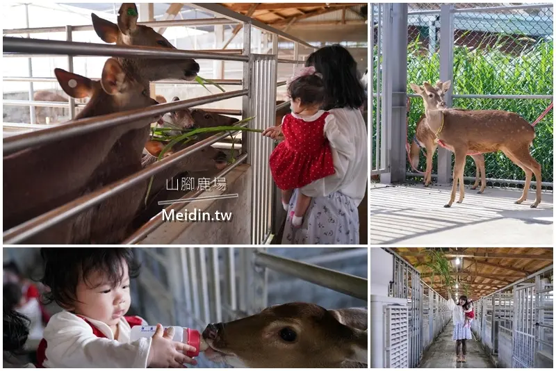 【桃園景點】山腳鹿場｜親子旅遊｜親子景點｜桃園一日遊｜水鹿｜